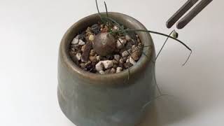 髮葉蒼角殿種植Schizobasis Intricata