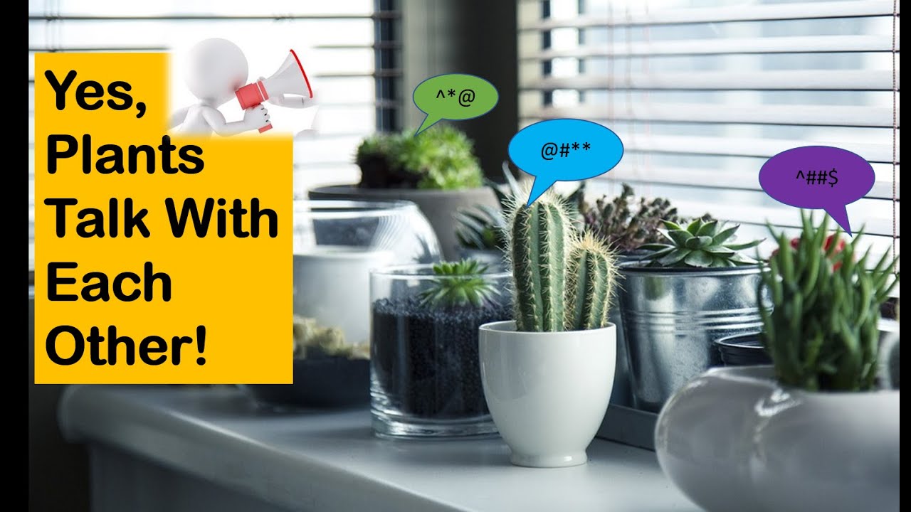Plants can chat with each other YouTube
