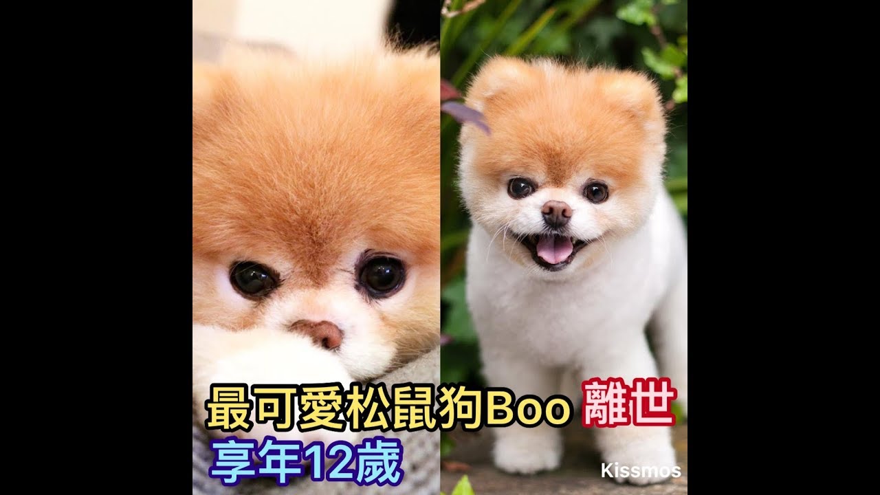 彩虹橋一起見 獲 世界上最可愛狗狗 美名松鼠狗boo睡夢中離世享年12歲 Youtube
