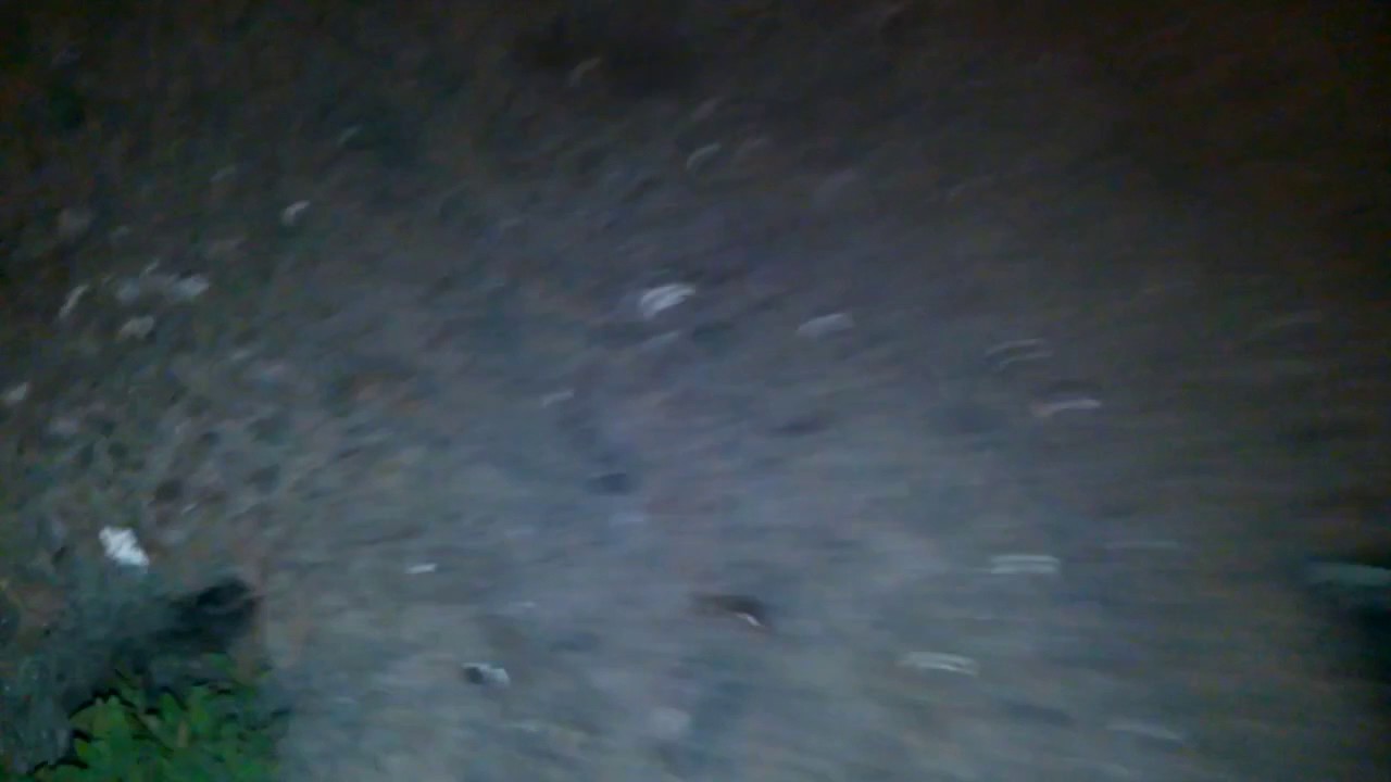 Тараканы в центре Омска