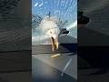 لهذا السبب لا تمزح مع اي طائر مرة أخرى