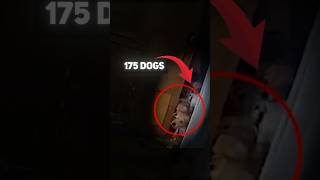Cops Find A House With 175 Dogs Inside it