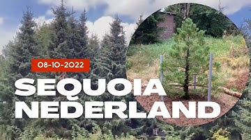 Giant Sequoia tree, 09-10-2022, The Netherlands,  174,5cm