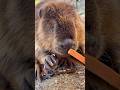 やっぱいいや、が早すぎるクリちゃん😂 Kuri changes his mind way too fast 😂 #ビーバー #beaver #cuteanimals #かわいい動物 #癒し