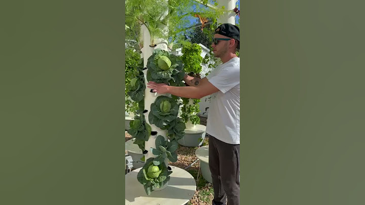 Harvesting aeroponic cabbage & lettuce from the Tower Garden