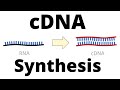 cDNA Synthesis Protocol by Reverse Transcription