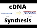 Molecular Biology and Central Dogma Quiz