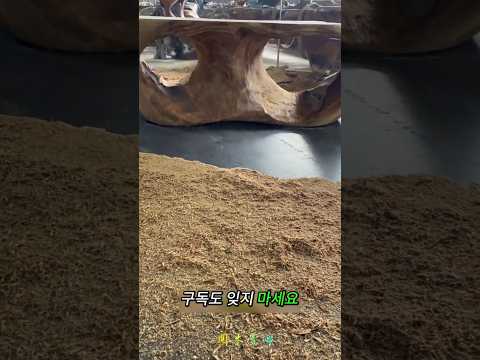 1,000달러짜리 썩은 통나무가 고급 커피 테이블로 변신했습니다v thumbnail