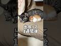 子猫を威嚇していた先住猫が1週間でこうなりました#shorts
