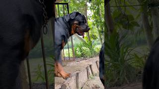 Lovely Rott🥰❤️ #rottweiler
