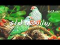 بعرف كن في طير صغير من سجرة لسجرة بطير 