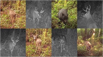 Trail Camera Left UNTOUCHED for a YEAR
