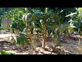 زراعة المانجو | اسهل طريقة لزراعة بذور المانجو | طريقة الرى والتسميد | how to grow mango for seeds