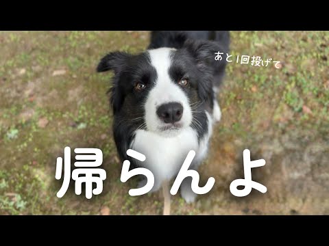 公園が楽しくて帰宅拒否する犬がおもしろすぎましたｗ【ボーダーコリー】