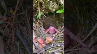 Nature is Savage! Giant chick takes over the nest 😳🐣 #shorts
