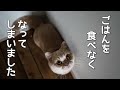 【トラブル発生】泣き叫び、ご飯を食べない猫、原因は犬でした【コーギー】【マンチカン】