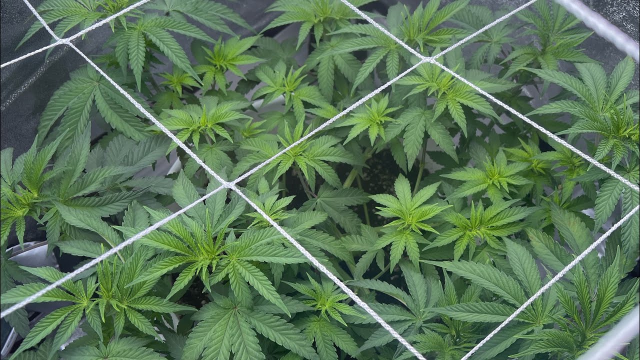 Cheap set up for Growing weed / cannabis