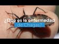 #VIDEO Todos los detalles sobre #EnfermedadDeChagas, ¿Cómo se transmite la enfermedad?