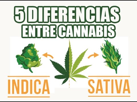 5 Diferencias Entre Cannabis índica Y Sativa Youtube