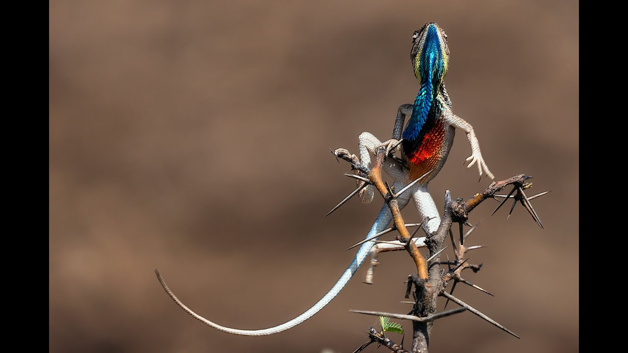 Fan Throated Lizards 1