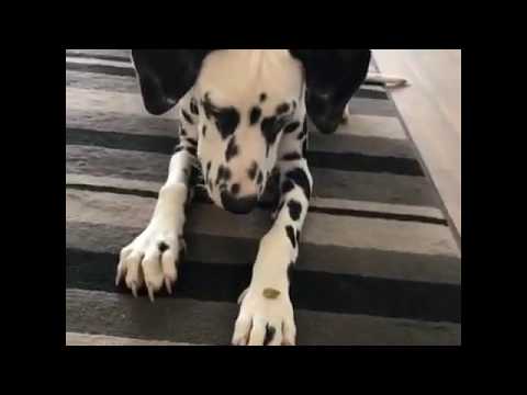 5 month old dalmatian puppy
