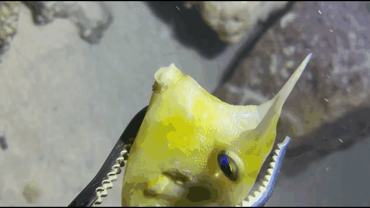 Seafloor Hunting Diary: A Feast of Catching Various Marine Creatures