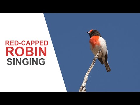 Australian Birds. Red-capped Robin. Male singing and in full breeding plumage. Nikon Z6