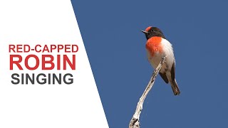 Australian Birds. Red-capped Robin. Male singing and in full breeding plumage. Nikon Z6