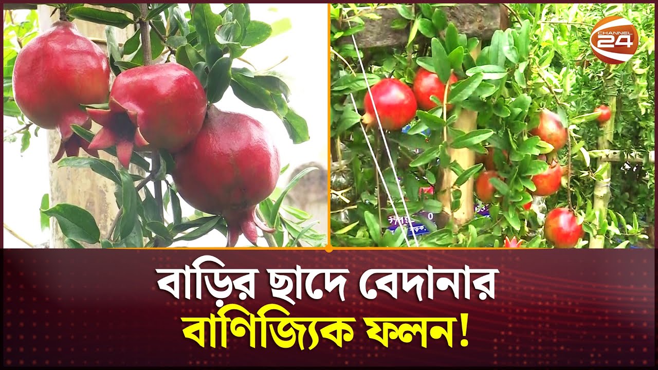 বাড়ির ছাদে বেদানার বাণিজ্যিক ফলন! | Faridpur News | Pomegranate Cultivation | Channel 24