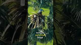 Panen buah Siwalan atau biasa disebut buah lontar #buahlontar #buahsiwalan #buahlangka