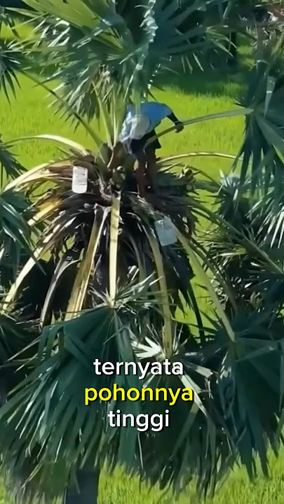 Harvesting Siwalan fruit or commonly called lontar fruit #lontarfruit #siwalanfruit #rarefruit