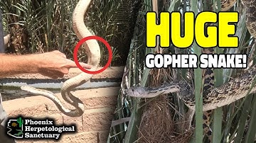 Gopher Snake EATS a Grackle!