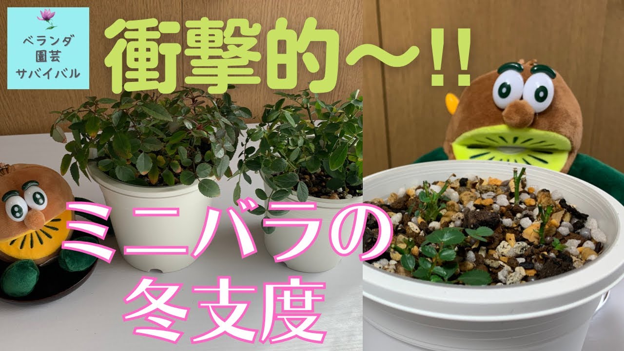 09 ミニバラの冬剪定 ２つの方法 ベランダガーデニング 半日陰 Youtube