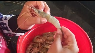 Como Limpar Camarão Da Malásia