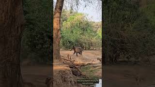 Kulefu Pride Zambia Ão
