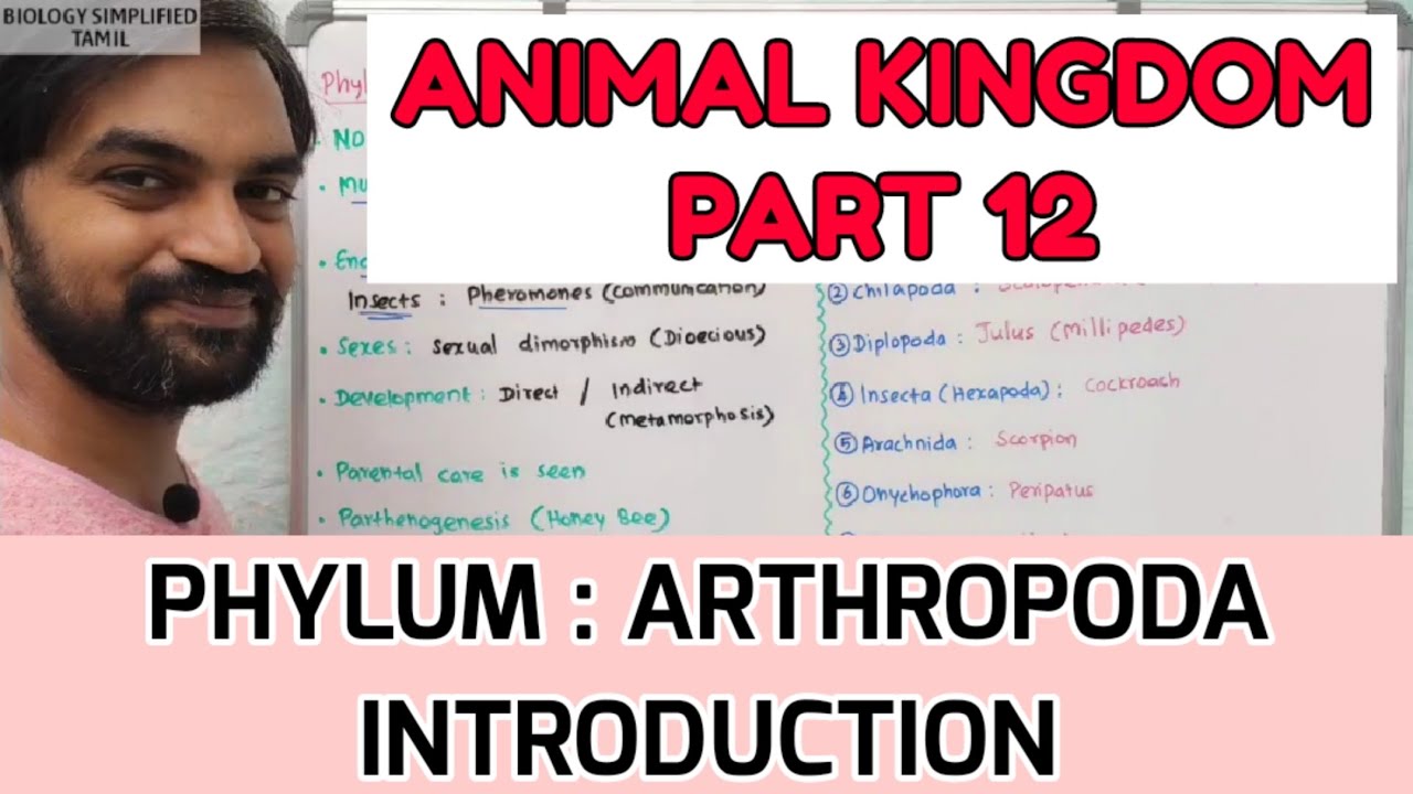 Animal Kingdom | Part 12 | Phylum Arthropoda : Introduction - YouTube