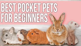 9 Best Pocket Pets for Beginners