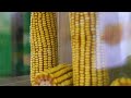 NAMPO 2022 PANNAR Announces New Insect And Herbicide Resistant Seed NAMPO 2022 PANNAR Announces New Insect And Herbicide Resistant Seed