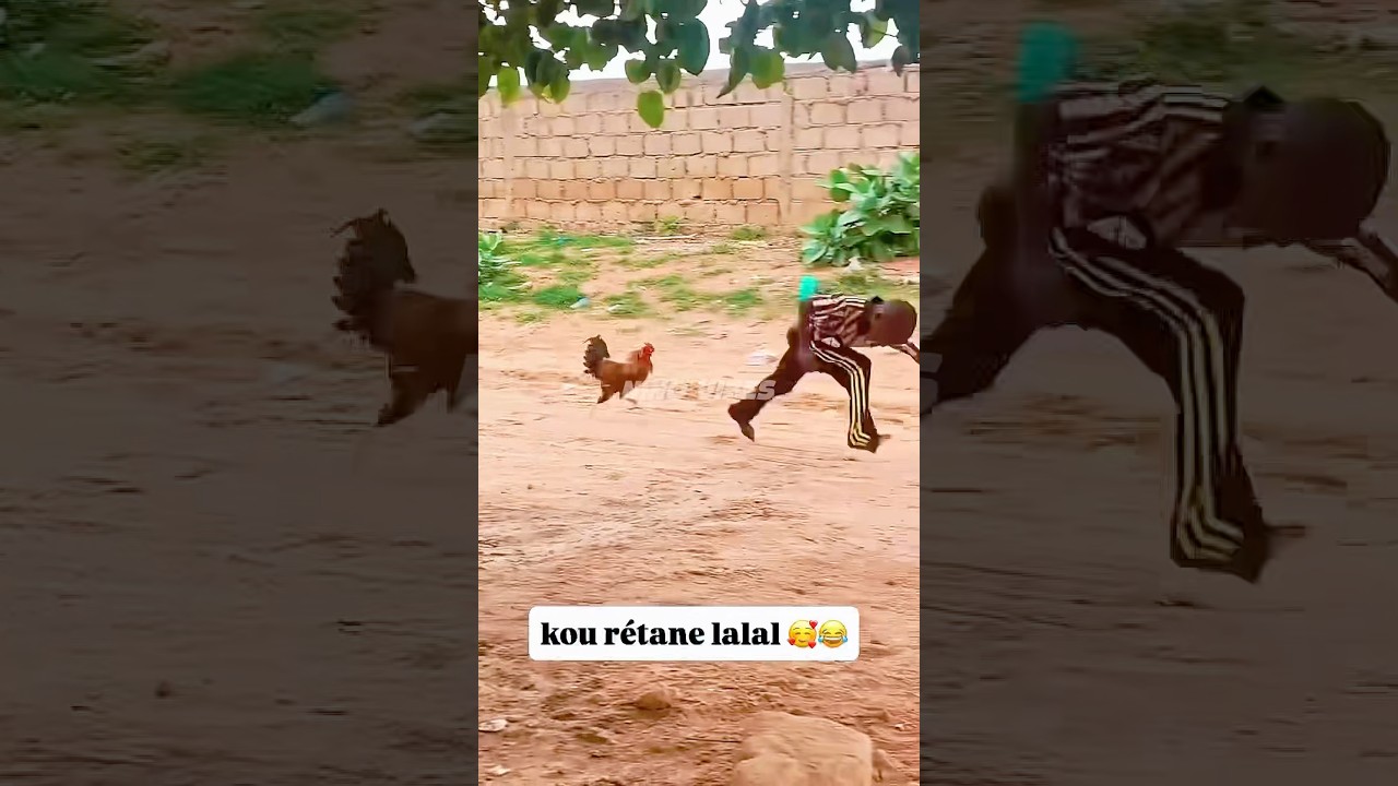 Boy vs cock 😂😂😂 