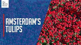 Amsterdam celebrates National Tulip Day