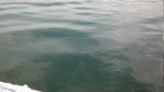 Emrah Bayraktar - Kirikkale Turna Avi 652012