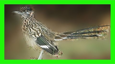 Greater Roadrunner Song! Greater Roadrunner Call! -Correcaminos Grande Canto-Geococcyx Californianus
