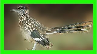 Greater Roadrunner Song! Greater Roadrunner Call! -Correcaminos Grande Canto-Geococcyx Californianus