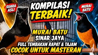 Kompilasi suara asli murai batu sinar jaya untuk masteran murai batu muda/trotolan.