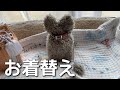 プレゼントで頂いた『ふわもこ耳型骨壺カバー』にお着替え 21/08/09