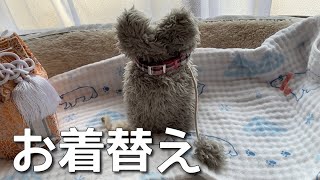 プレゼントで頂いた『ふわもこ耳型骨壺カバー』にお着替え 21/08/09