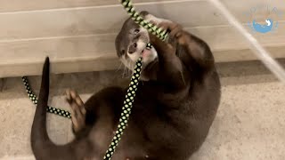 カワウソ双子のエクササイズ！　Otter twins' exercise!