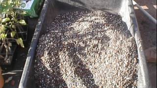 Here is my attempt at making a better citrus soil mix with 5 parts
pine fines, 1 part perlite and farfad 52 mix.http://amzn.to/2katfieyou
can hel...