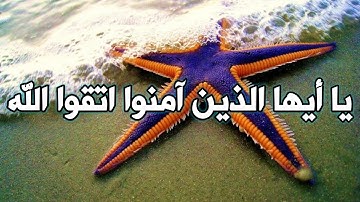 "يا أيها الذين آمنوا اتقوا الله ولتنظر نفس ما قدمت لغد" القارئ بيشوا قادر الكردي اجمل حالة واتساب