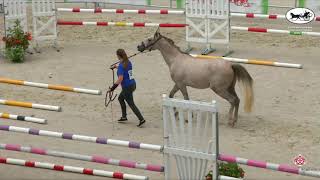 N 30 DJINFIZZ DES BRUNELES   Finale Nationale des Concours d'Elevage    Vichy 2021   Colts and Geldi